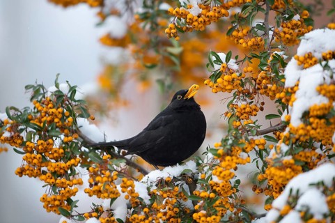 Common Blackbird (Turdus merula) male feeding on Firethorn (Pyracantha) berries, Saxony, Germany