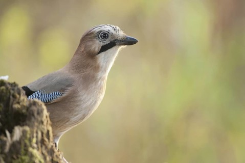 Eurasian Jay (Garrulus glandarius), North Rhine-Westphalia, Germany