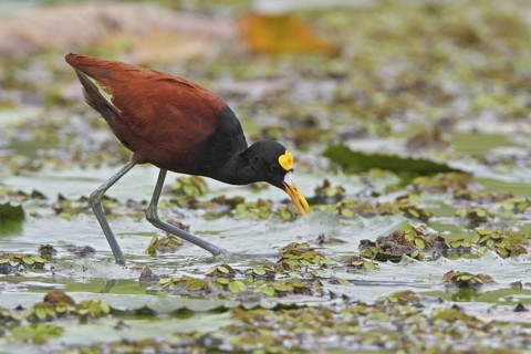 Northern Jacana (Jacana spinosa) in a wetland area in Costa Rica