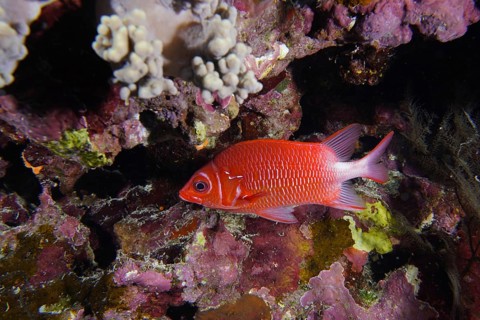 Silver-spotted hussar (Sargocentron caudimaculatum)