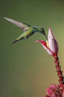 Green-breasted Mango (Anthracothorax prevostii), Costa Rica