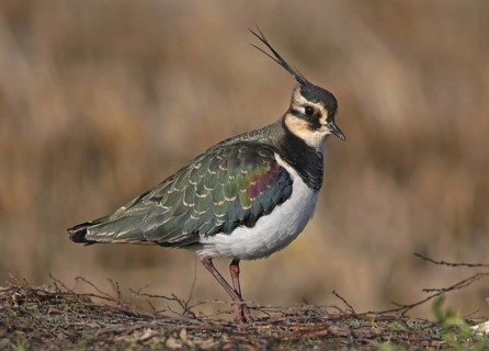 Northern Lapwing (Vanellus vanellus), Vila Franca de Xira, Portugal