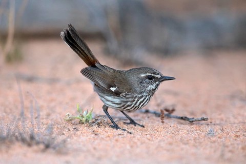Shy Heathwren (Calamanthus cautus) perched on the ground, Victoria, Australia