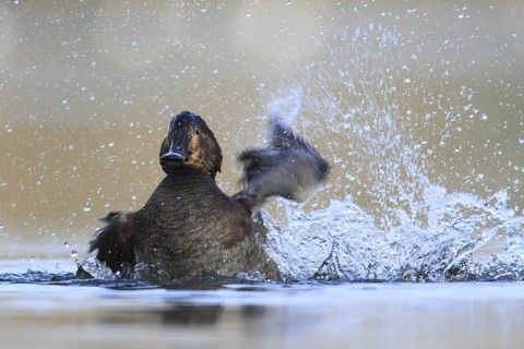 Common Pochard (Aythya ferina) female, North Rhine-Westphalia, Germany