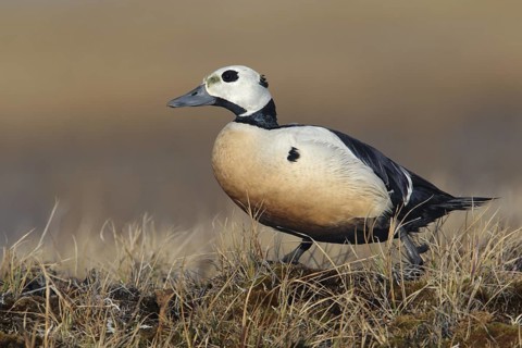 Steller's Eider (Polysticta stelleri) male, Alaska, USA