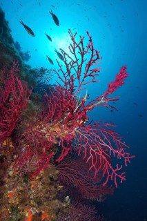 Colourful coral reef with Violescent sea-whip (Paramuricea clavata) stretches in deep blue water