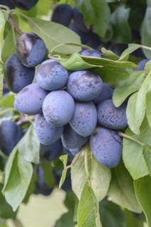 Plum (Prunus domestica 'Chrudimer'), Bundessortenamt, Marquardt testing centre, Marquardt,