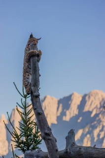 A young Eurasian lynx, (Lynx lynx) climbs in a dead tree, up to the very top. Mountains in evening