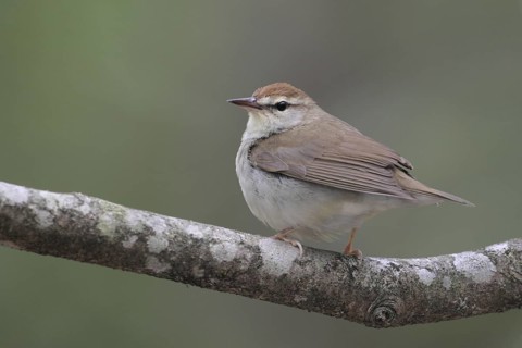 Swainson's Warbler (Limnothlypis swainsonii), West Virginia, USA