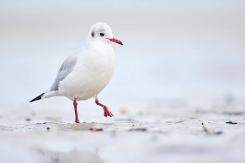 Black-headed Gull (Chroicocephalus ridibundus), Mecklenburg-Western Pomerania, Germany