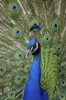 Blauer Pfau (Pavo cristatus) Maennchen, Balz, radschlagend, Portrait, Mai, captive