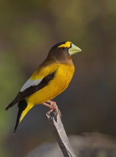 Evening Grosbeak (Hesperiphona vespertina) male, Ontario, Canada