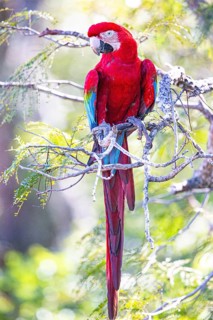 Red-and-green macaw (Ara chloropterus) Buraco das Araras Brazil