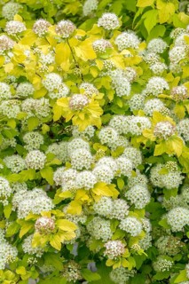 Yellow-leaved bladder pine (Physocarpus opulifolius 'Dart's Gold'), Germany