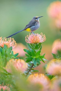 Cape sugarbird (Promerops cafer), Harold Porter National Botanical, Betty's Bay, Western Cape,