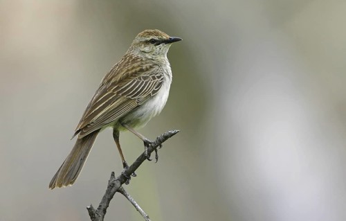 Rufous Songlark (Megalurus mathewsi), Victoria, Australia