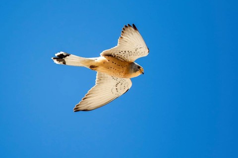 Lesser Kestrel (Falco naumanni) male flying, Extremadura, Spain