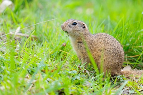 A fully grown ground squirrel (Spermophilus citellus) sits in a green meadow on a sunny day,