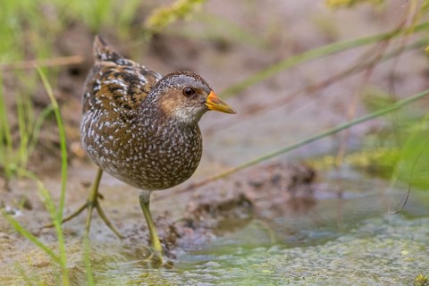 Spotted Crake, Spotted Crake, (Porzana porzana), animals, birds, rails, biotope, habitat, foraging,