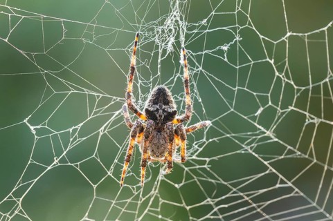 European garden spider (Araneus diadematus) hanging on a spider web at eveing on the island of