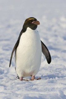 Macaroni Penguin (Eudyptes chrysolophus), Antarctica