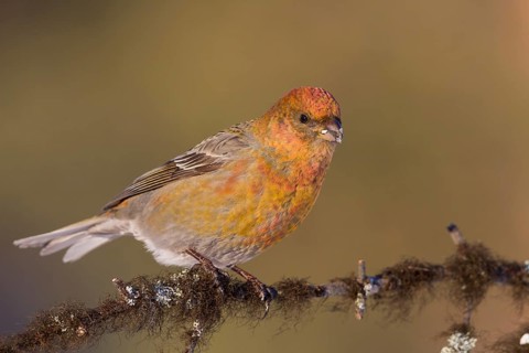 Pine Grosbeak - Hakengimpel - Pinicola enucleator, Finland