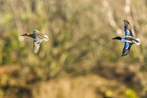 Northern Shoveler, Spatula clypeata, birds in flight over marshes