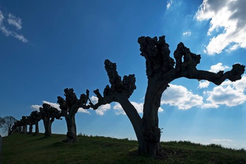 Silhouettes of trimmed Tilia × europaea linden trees (Tilia × europaea) in the Festonallee against
