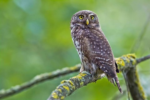 Eurasian Pygmy Owl (Glaucidium passerinum) perched on a branch, Bavaria, Germany