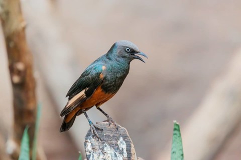 A female red-winged starling (Onychognathus morio) sits on a cut branch. Ethiopia, Kenya, Tanzania,