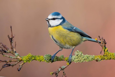 Eurasian Blue Tit (Cyanistes caeruleus) perched on a branch, Lower Saxony, Germany