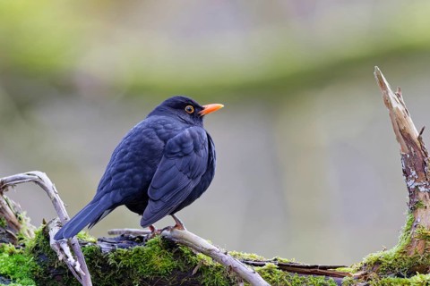 Common blackbird (Turdus merula) sitting on a moss-covered branch in natural woodland surroundings,