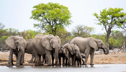 Herd of animals, animal family with young, African elephant (Loxodonta africana) drinking at a