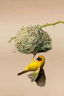 Ruppell's Weaver, Rueppell's Weaver, (Ploceus galbula), weaver bird building a nest, weaver birds,