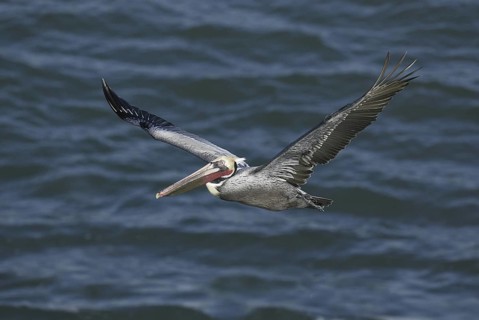 Brown Pelican (Pelecanus occidentalis), California, USA