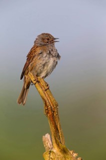 Dunnock, Hedge Accentor, Prunella modularis, Accenteur mouchet, Acentor Común, Wagbachniederung,