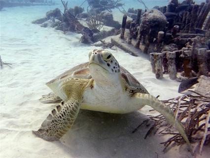Green turtle (Chelonia mydas)