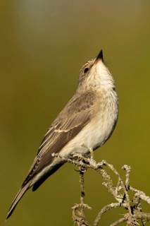 Spotted Flycatcher (Muscicapa striata) perched on a branch, Smaland, Sweden