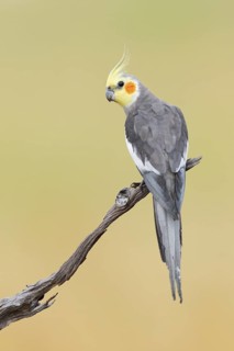 Cockatiel (Nymphicus hollandicus), Northern Territory, Australia