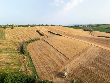 Aerial view of golden wheat fields in Macerata, Italy, with a combine harvester. The light and