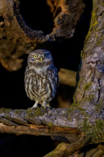 Little Owl (Athene noctua), sitting on a moss-covered apple tree branch in the evening light,