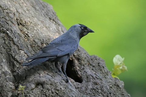 Dohle (Corvus monedula), Jackdaw, Altvogel an der Bruthoehle, Mai, Borken, Muensterland,