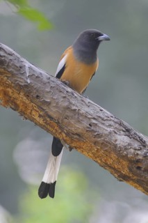 Rufous Treepie (Dendrocitta vagabunda), Keoladeo National Park, India