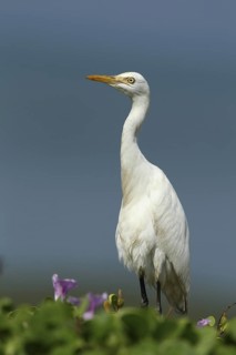 Western Cattle Egret (Bubulcus ibis), Sri Lanka