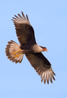 Crested Caracara (Caracara cheriway)
