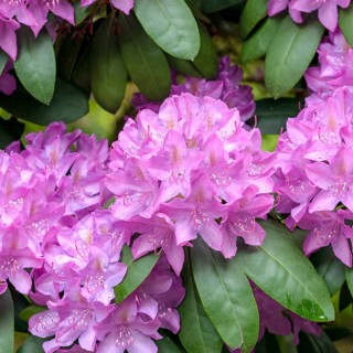 Rhododendron (Rhododendron 'Roseum Elegans'), Rhodo 2014, Germany