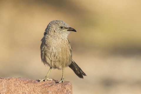 Arabian Babbler (Turdoides squamiceps), Eilat, Israel