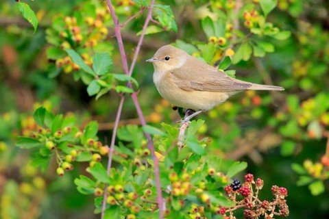 Garden Warbler (Sylvia borin), Andalusia, Spain