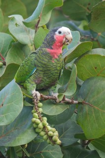 Cuban Parrot (Amazona leucocephala) perched on a branch in Cuba