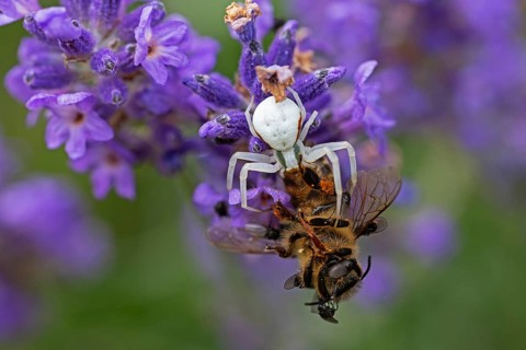 Goldenrod crab spider (Misumena vatia) eats a honey bee, Animals, Insects, Spiders,